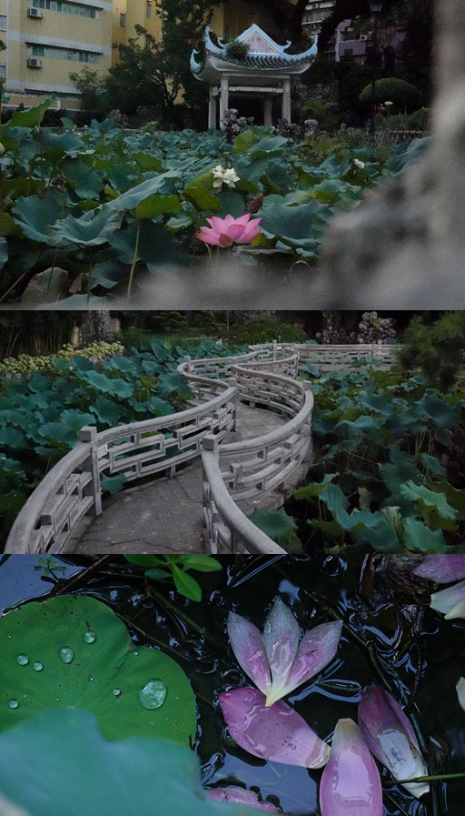 盧廉若公園。人民網(wǎng) 唐佳 攝