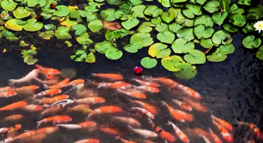 在江南邂逅魚(yú)戲蓮葉間奇觀(guān)